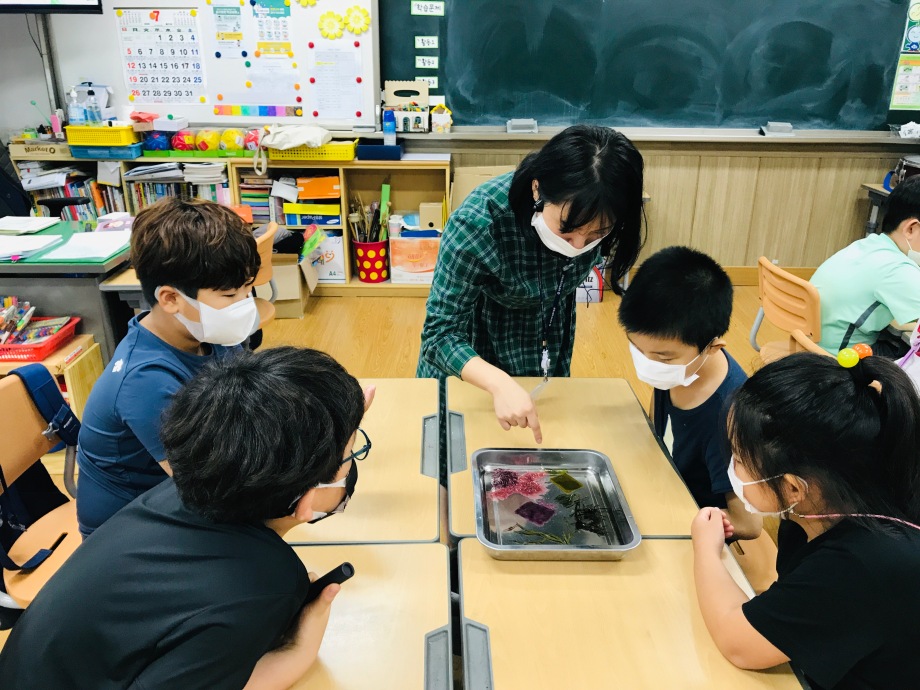 7월 31일 (금) 경포초등학교3-6_해조류표본교실 이미지