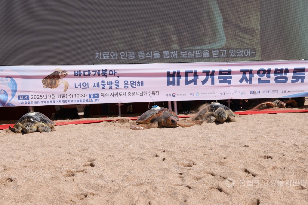 2025년 바다거북 자연방류 행사