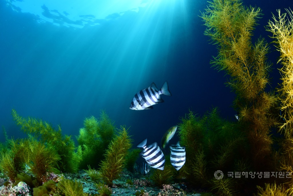 최우수상 노종환_평화로운 오후