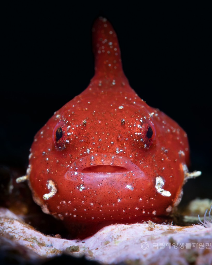 우수상 김경휘_엄지도치