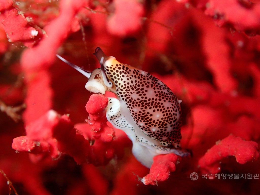 우수상 조유정_붉은 숲 속의 작은 방랑자