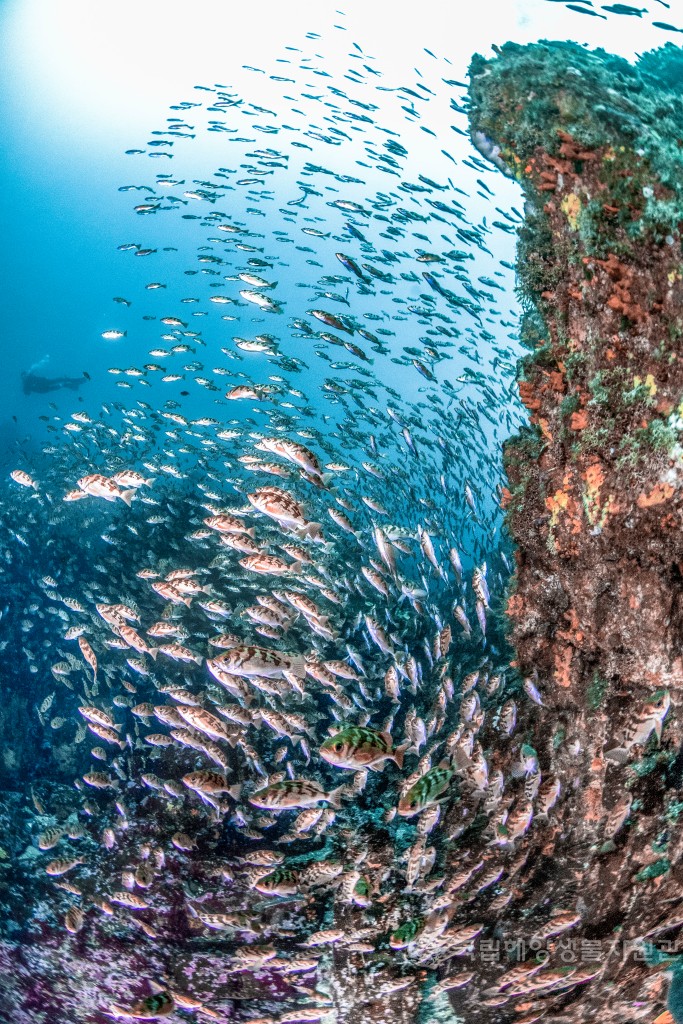 장려상 전용수_혼돈의 동해