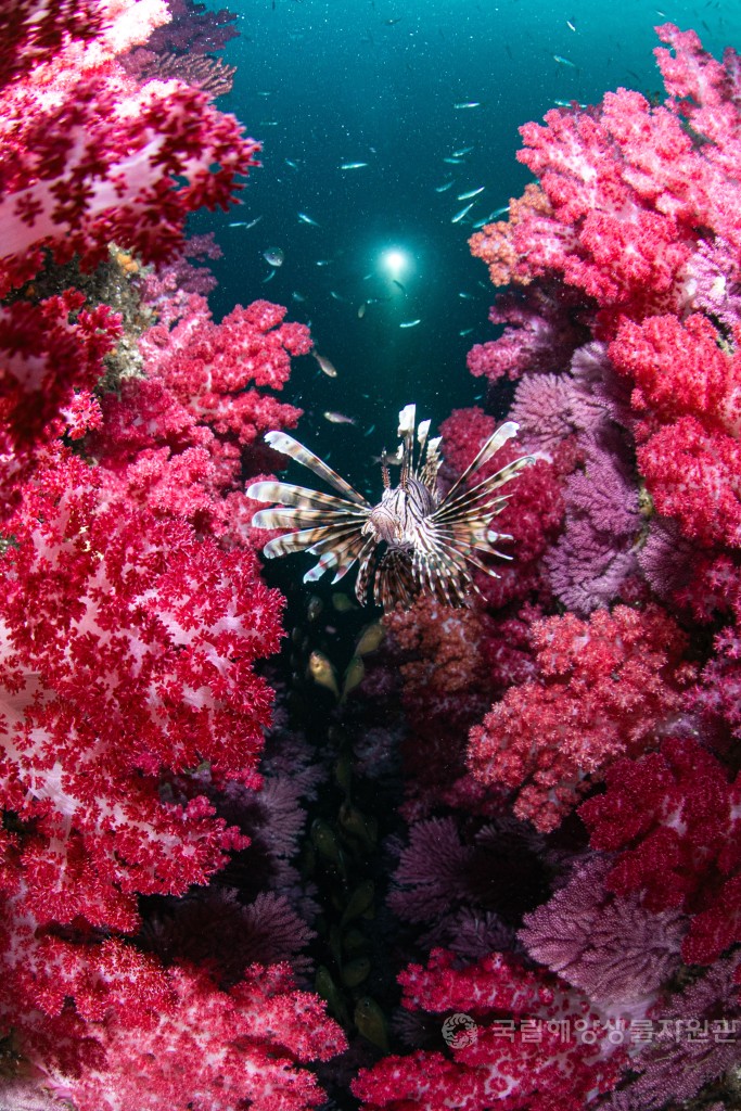 장려상 추소정_연산호와 라이언피쉬