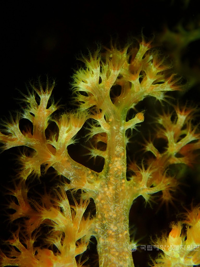 장려상 최혜영_기후 위기 속 분홍바다맨드라미의 산란 준비