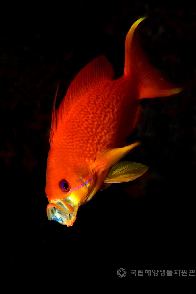 장려상 김기준_금강바리의 포효