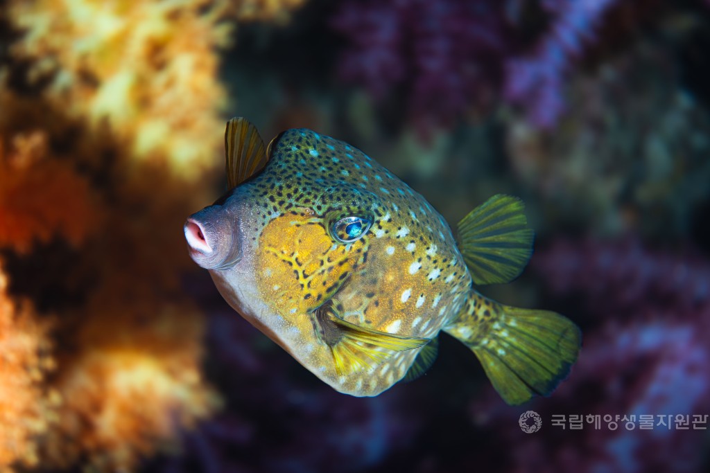 장려상 박태서_산호밭의