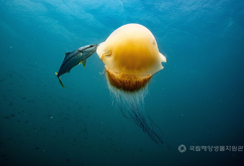 장려상 김기봉_부시리에게 쫓기는 노무라