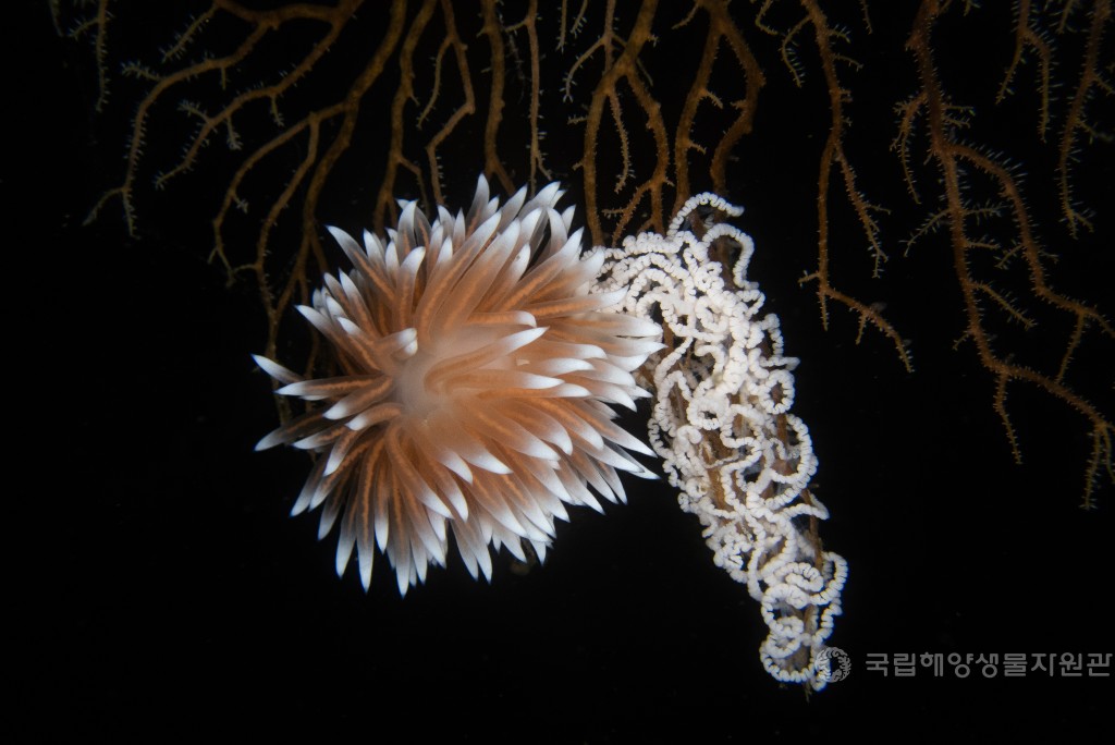 장려상 임명규_산호붙이히드라의 눈꽃송이