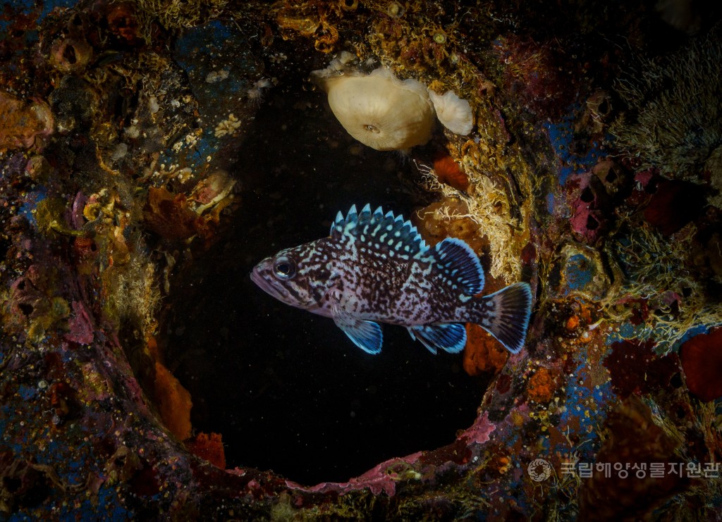 장려상 이태욱_비밀의 동굴을 지키는 파수꾼