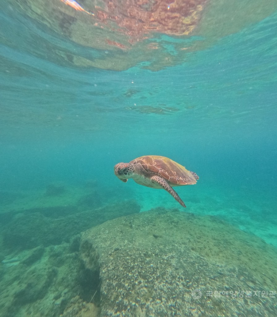 장려상이세희_바다의 생명