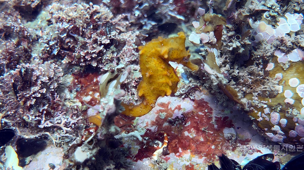 장려상전현수_태종대의 노란 기사