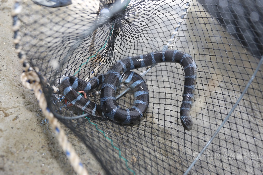 넓은띠큰바다뱀 인계작업(제주 강정항)