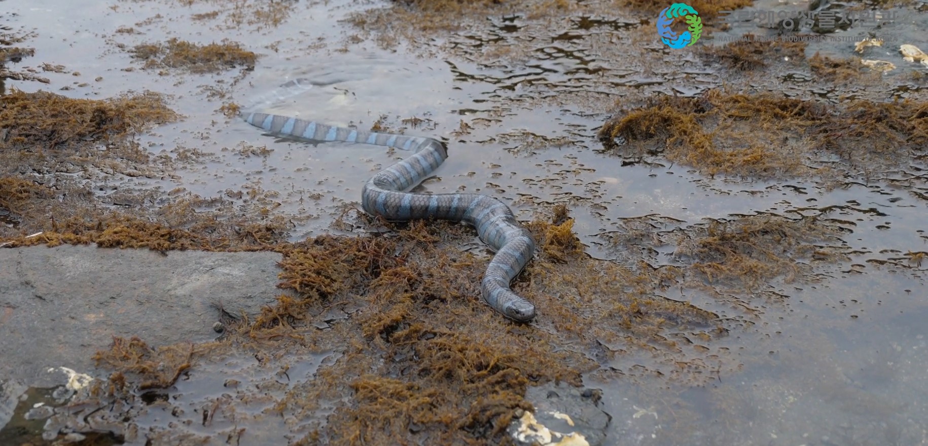 바다뱀 홍보 동영상(해양수산부)