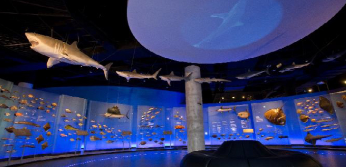 Marine Biodiversity Room