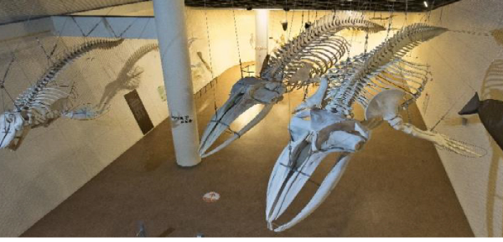 Marine Vertebrate Exhibition Hall