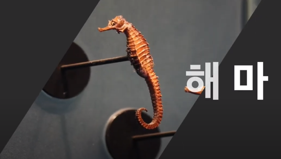 국립해양생물자원관,‘빅벨리해마’항산화 효능 발견 이미지