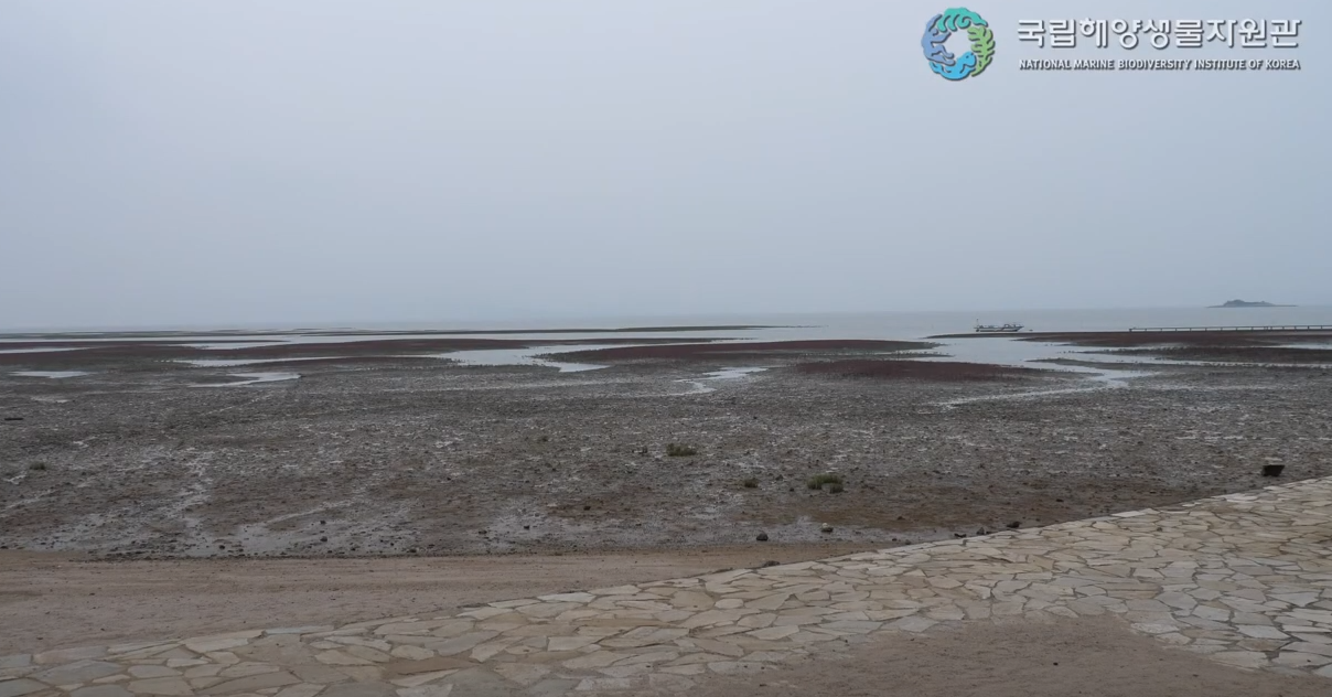 <h2><strong>- 국립해양생물자원관´새섬매자기 추출물 포함 피부개선 조성물´특허 출원 -</strong></h2>

<p> </p>

<p>국립해양생물자원관(관장 최완현)은 내염성이 강한 여러해살이풀로서 바닷가 습지나 물가에서 자라는 염생식물*인 </p>

<p>‘새섬매자기(Bolboschoenus planiculmis)’ 추출물이 항산화, 미백 및 주름개선에 효능이 있음을 발견하고, 2월 9일(목) </p>

<p>이에 대한 특허 출원을 마쳤다고 밝혔다.</p>

<p style="margin-left: 40px;">* 바닷가의 모래땅이나 갯벌 주변의 염분이 많은 곳에서 자라는 식물</p>

<p> </p>

<p> </p>

<p>새섬매자기(B. planiculmis)는 사초과(Cyperaceae), 매자기속(Bolboschoenus)에 속하며 충남, 보령 등 서해안에 주로</p>

<p>서식하는 다년생 염생식물로 줄기의 높이가 40~100cm까지 자라며, 6~7월에 꽃을 피운다고 알려져 있다.</p>

<p> </p>

<p>국립해양생물자원관 천연물자원실 연구팀은 새섬매자기 추출물 효능 연구를 진행한 결과 해당 추출물이 항산화 효능을</p>

<p>가지며, 미백과 연관된 타이로시네이즈(Tyrosinase)* 활성 감소 연구에서 미백제로 사용되는 알부틴과 유사한 억제 활성을</p>

<p>보이는 것을 확인하였다.</p>

<p style="margin-left: 40px;">* 멜라닌 합성 반응의 초기단계에서 작용하는 효소로 활성 억제시 멜라닌 생성 조절 가능</p>

<p> </p>

<p>또한, 주름개선과 연관된 콜라겐분해효소(Collagenase)* 활성 감소 연구에서는 양성대조군**보다 우수한 감소 효능을 보이는</p>

<p>것을 확인하여, 새섬매자기 추출물이 피부개선물질로 활용될 가능성을 확인하였다.</p>

<p style="margin-left: 40px;">* 콜라겐을 분해하는 효소로 활성 억제시 콜라겐이 분해되는 것을 방지</p>

<p style="margin-left: 40px;">* (1,10)-Phenanthroline, 어떤 반응에서 효능이 있음이 입증된 물질</p>

<p> </p>

<p> </p>

<p>국립해양생물자원관은 이번 연구결과를 바탕으로 항산화, 미백, 주름개선에 효능이 있는 새섬매자기 추출물이</p>

<p>해양바이오산업에 활용될 수 있도록 지표성분* 및 유효성분** 분석·분리 등을 통한 연구를 지속할 계획이다.</p>

<p style="margin-left: 40px;">* 원료 중에 함유되어 있는 화학적으로 규명된 성분 중에서 효능판단 기준이 아닌 품질관리의 목적으로 정한 성분</p>

<p style="margin-left: 40px;">** 원료 중에 함유되어 있는 효능, 효과를 직접 또는 간접적으로 발현되는 물질</p>

<p> </p>

<p> </p>

<p>최완현 국립해양생물자원관장은 ”이번 연구를 통해 확인된 염생식물의 피부개선 효능처럼 다양한 해양생물소재의 가치를</p>

<p>높이기 위한 지속적인 연구를 통해 해양바이오산업에 활용될 수 있도록 소재 발굴에 힘쓰겠다“라고 말했다.</p>