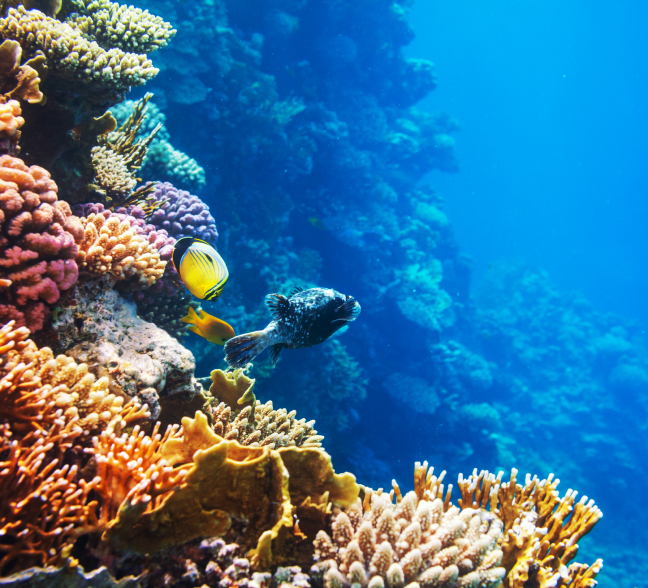 무한한 잠재력... '해양바이오' 산업 육성 방안 모색 대표 이미지