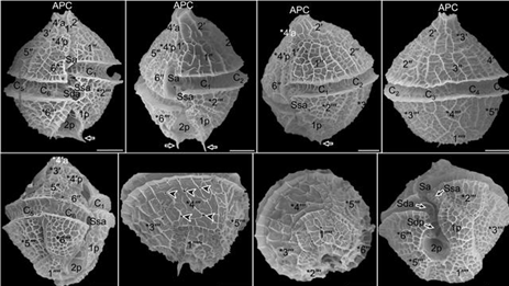 해양바이오 소재로 활용 가능한 와편모조류 신종 발견 대표 이미지