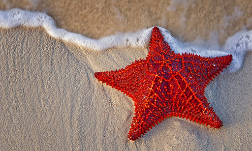 불가사리 자원화··· 액비 무상 보급 대표 이미지