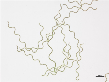 해양 미세조류 기억력 개선 효능 첫 인증...대량생산 시스템도 추진 대표 이미지