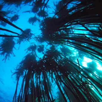 해양생물자원관, 해조류 '바다대나무' 항산화 및 피부 미백 효과 확인 대표 이미지