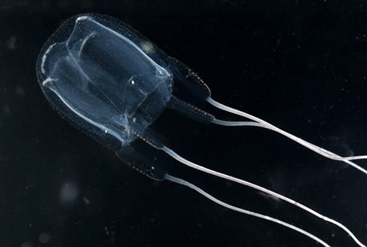 KIOST, 해파리 독에서 치매 억제 물질 발견... 특허 등록 대표 이미지