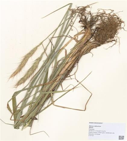 "항산화·항염증에 효과적"…갯보리 추출물의 재발견 대표 이미지