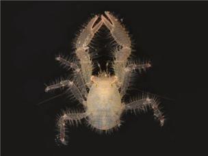 동해·제주해역 중광층서 신종 해양생물 15종 발견 대표 이미지