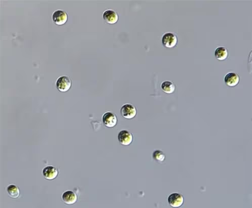 담수 미세조류 추출물이 간암 성장·전이 억제 대표 이미지