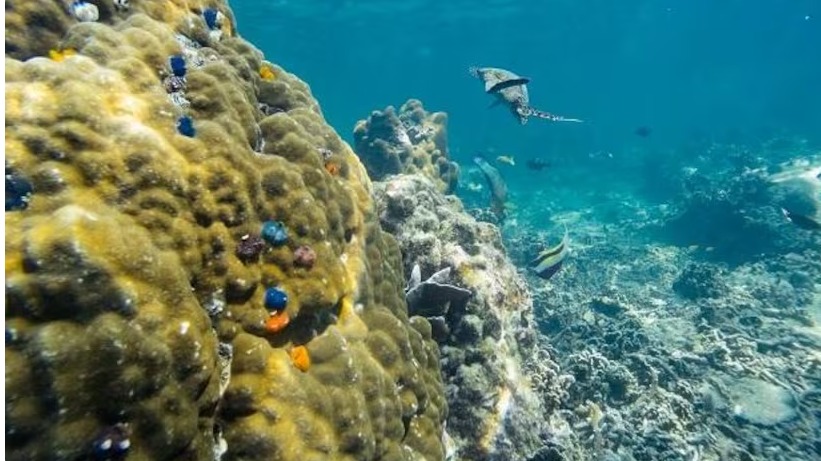 TN, 연안 자원 복원, 블루 이코노미 자본화 정책 발표 대표 이미지