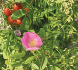 해양생물자원관, 국제화장품원료집 3건 등재 완료 대표 이미지