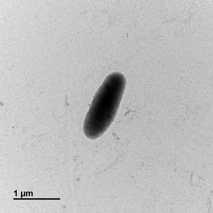 국립해양생물자원관, 희귀 해양미생물 고부가 천연색소 생산능력 확인 대표 이미지