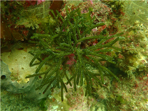 해수부ㆍ참존, 해조류 유래 식물성 성분으로 비건 화장품 만든다 대표 이미지