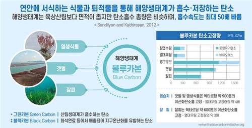 "해양생태계 탄소흡수 2050년까지 136만t"…'블루카본 추진전략' 대표 이미지