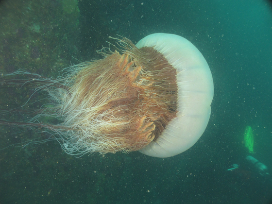 해양과학기술원 "해파리 독으로 관절염·당뇨병 치료제 개발 추진" 대표 이미지