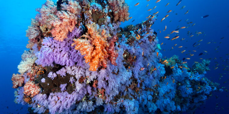 포르투갈 해양 바이오텍 추진의 핵심인 가속기 대표 이미지