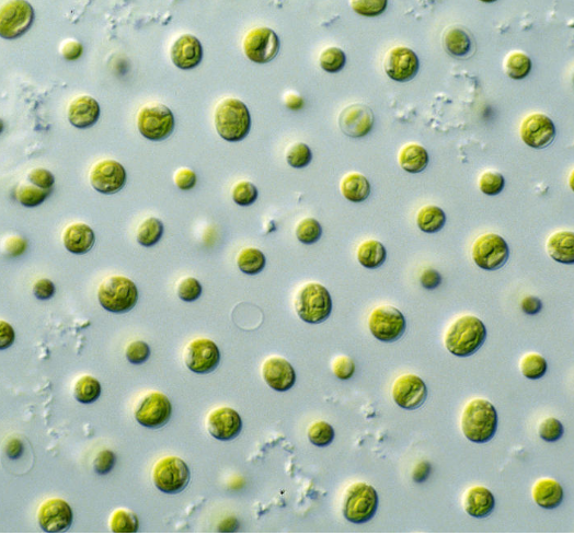 미세조류를 '친환경' 플라스틱으로 전환 대표 이미지