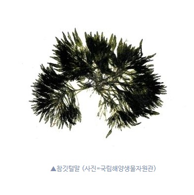 바다의 해조류 '참깃털말'에서 항암성분 발견 대표 이미지