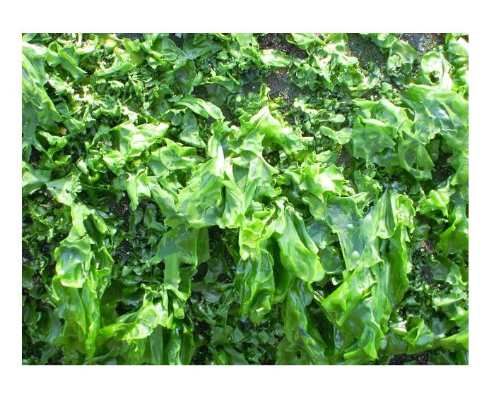 이스라엘에서는 해초에서 전기를 얻는 방법을 찾았습니다 대표 이미지