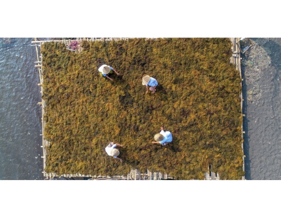 플라스틱을 대체할 수 있는 해조류 제품 대표 이미지