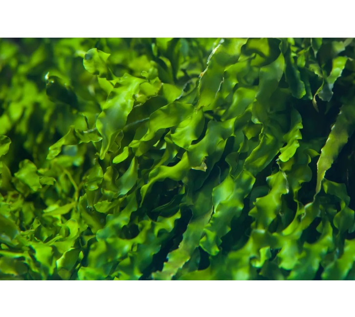 녹색을 돕는 녹색: 해초 채굴로 새로운 광물 공급원 발견 가능 대표 이미지