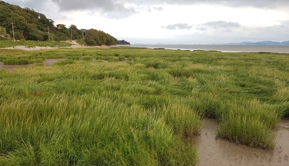 ‘골칫거리’ 유해 해양 생물의 새로운 면모 대표 이미지
