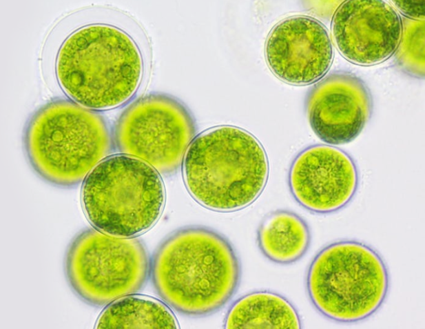 민물 미세조류 활용해 녹색기술 개발…낙동강생물자원관 교육 대표 이미지
