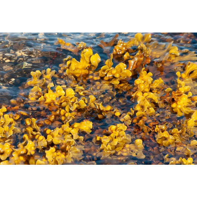 태즈메이니아 기업, 해조류에서 추출한 후코이단 생산 능력 증대 대표 이미지