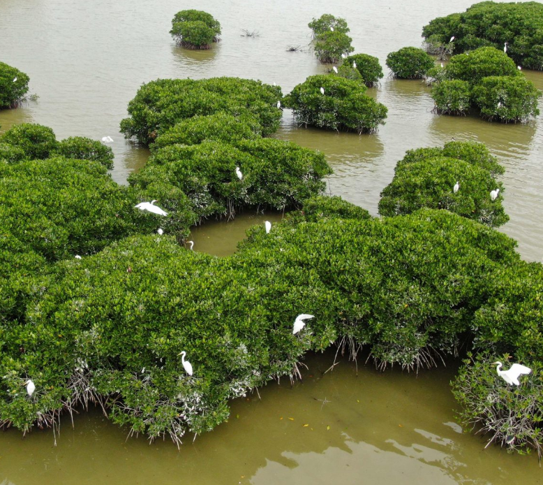 중국의 블루 카본 크레딧은 바다에 해를 끼치는 프리패스인가? 대표 이미지