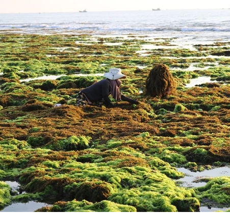 해조류 기반 탄소배출권 판매 잠재력 활용 대표 이미지