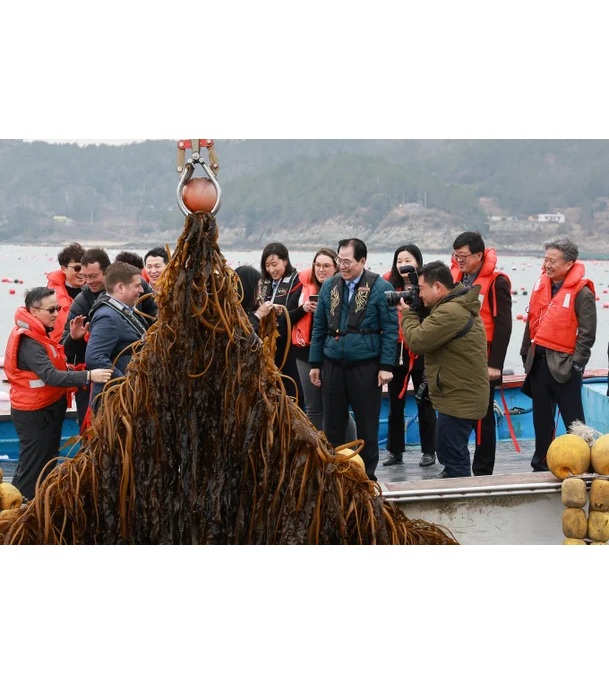 완도군 해조류, 탄소 흡수원으로 세계 주목 대표 이미지