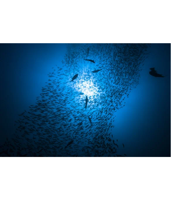 바닷속 '무궁무진' 생물자원…바이오 기술로 재탄생한다면 대표 이미지