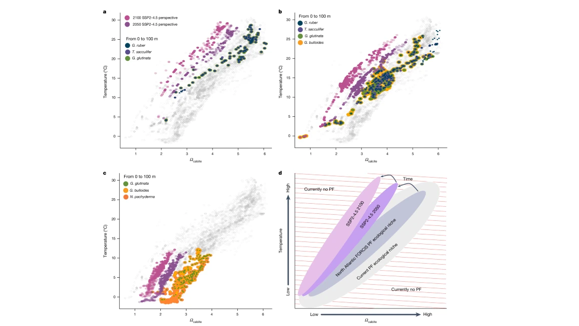 Migrating is not enough for modern planktonic foraminifera in a changing ocean 대표 이미지
